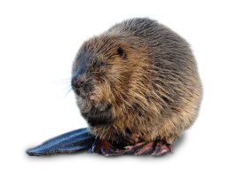 Are Beavers And Muskrats Related